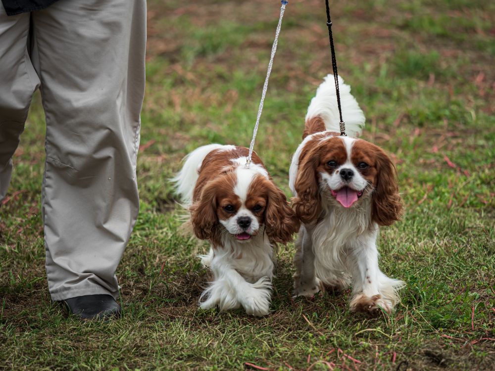 Beautiful dogs at an outdoor dog show.