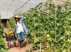 Farmer harvesting ripe melons in greenhouse