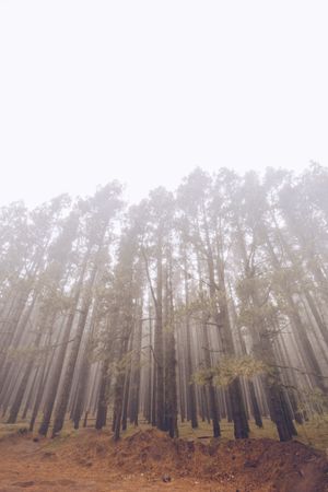 Tall trees in foggy day