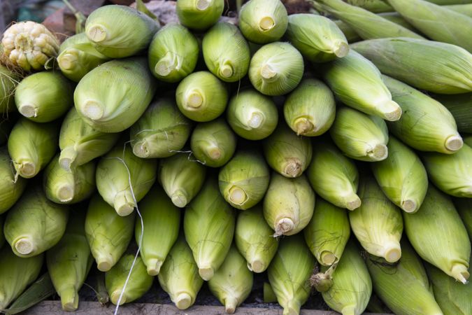Fresh corn cob and green leaves' background texture