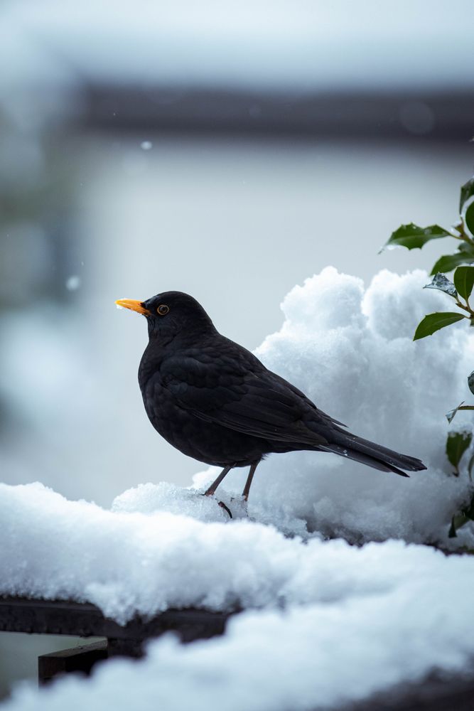 Common blackbird on snow covered ground