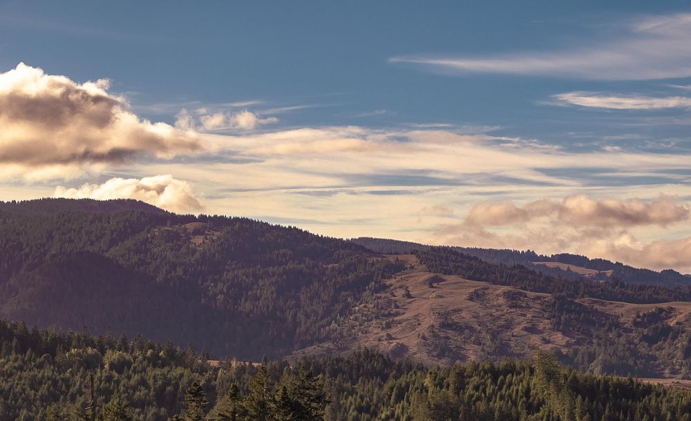 Beautiful view over trees in the Northern Californian mountains