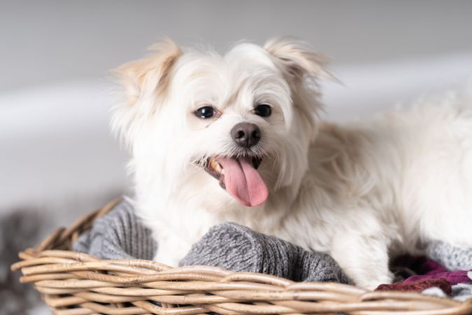 Adorable maltese dog in basket