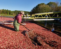 Man harvesting cranberries in Massachusetts