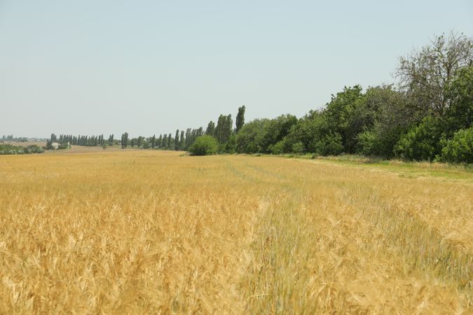 Barley field. Amazing sunny day. Agriculture and farming