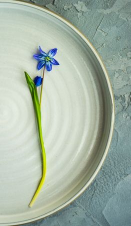 Elegant Spring table setting with delicate blue scilla siberica