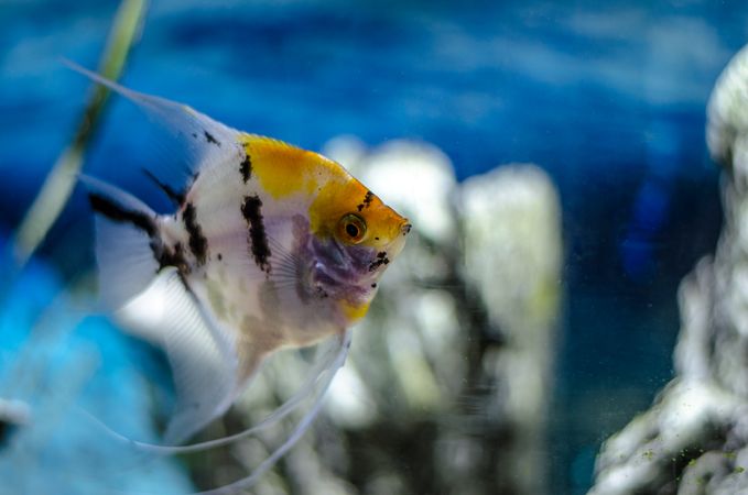 Beautiful aquarium full of fish