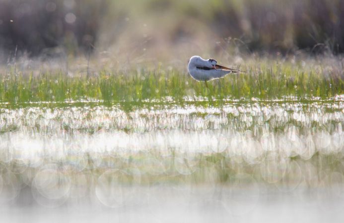 Wild bird walking on water