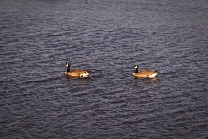 Two Canadian Geese in the water