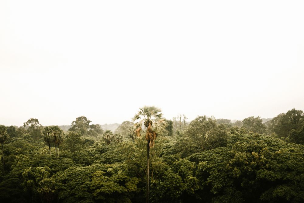 Green trees in forest and cloudy sky