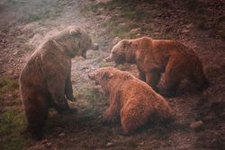 Mother bear playing with bear cubs
