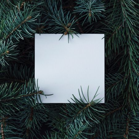 Christmas pine tree branches with paper card