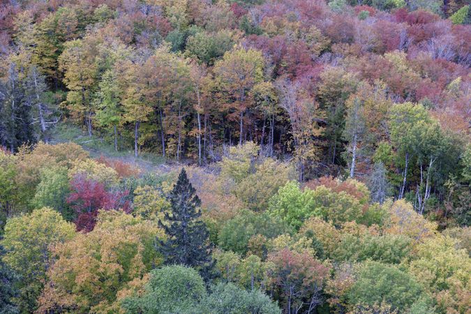 Autumn leaves in forest in Lutsen, Minnesota