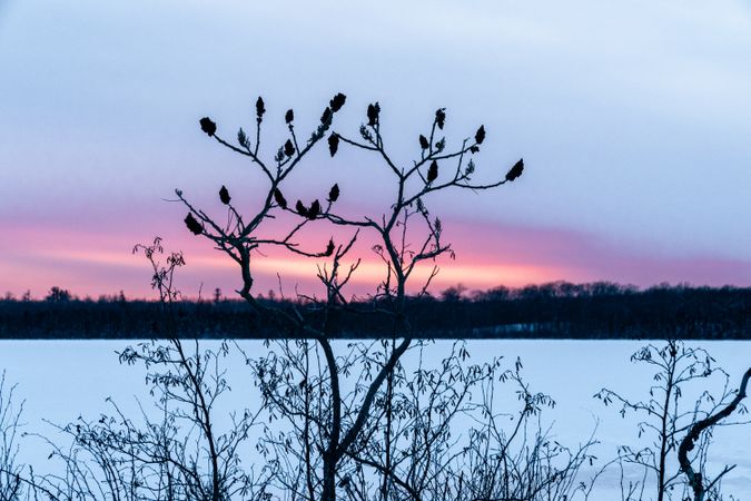 Sumac silhouette and winter sunset in McGregor, Minnesota