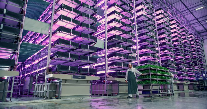 Vertical Farming Concept. Racks with Vertically Stacked Layers of Green Crops Growing in a Hydroponics System. Modern Agriculture Technology Operated by a Team of Horticulture Specialists