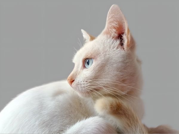 Close-up of cat looking away against gray background