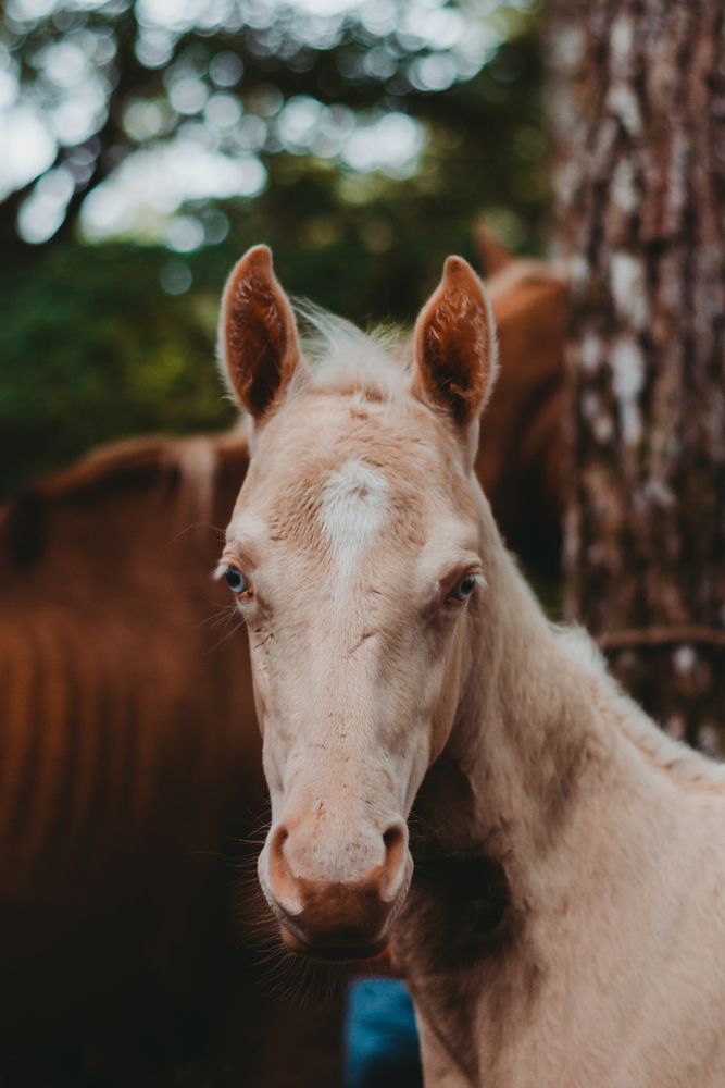 Horse on walk tied to tree and looking at camera
