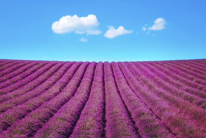 Lavender flower blooming fields endless rows, Provence, France