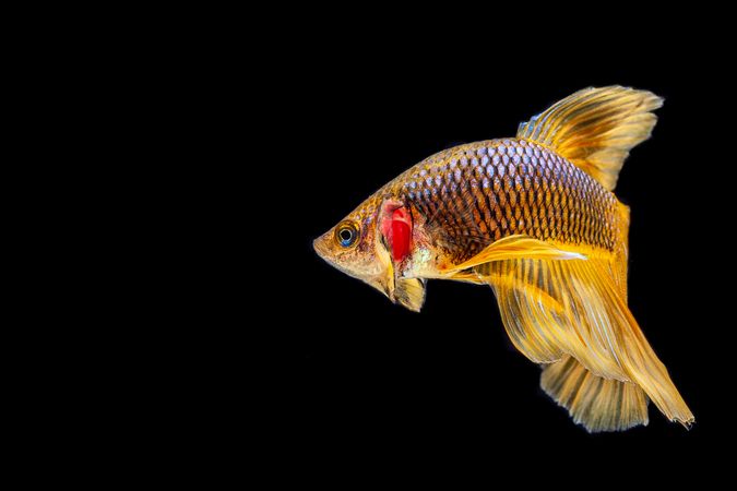 Gold Betta Fish