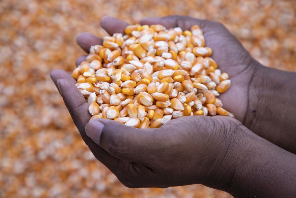 an agriculture concept in Corn seed hand
