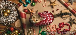 Festive scene of cat in a holiday sweater, with a wreath, candy canes, wide composition 43xnZb