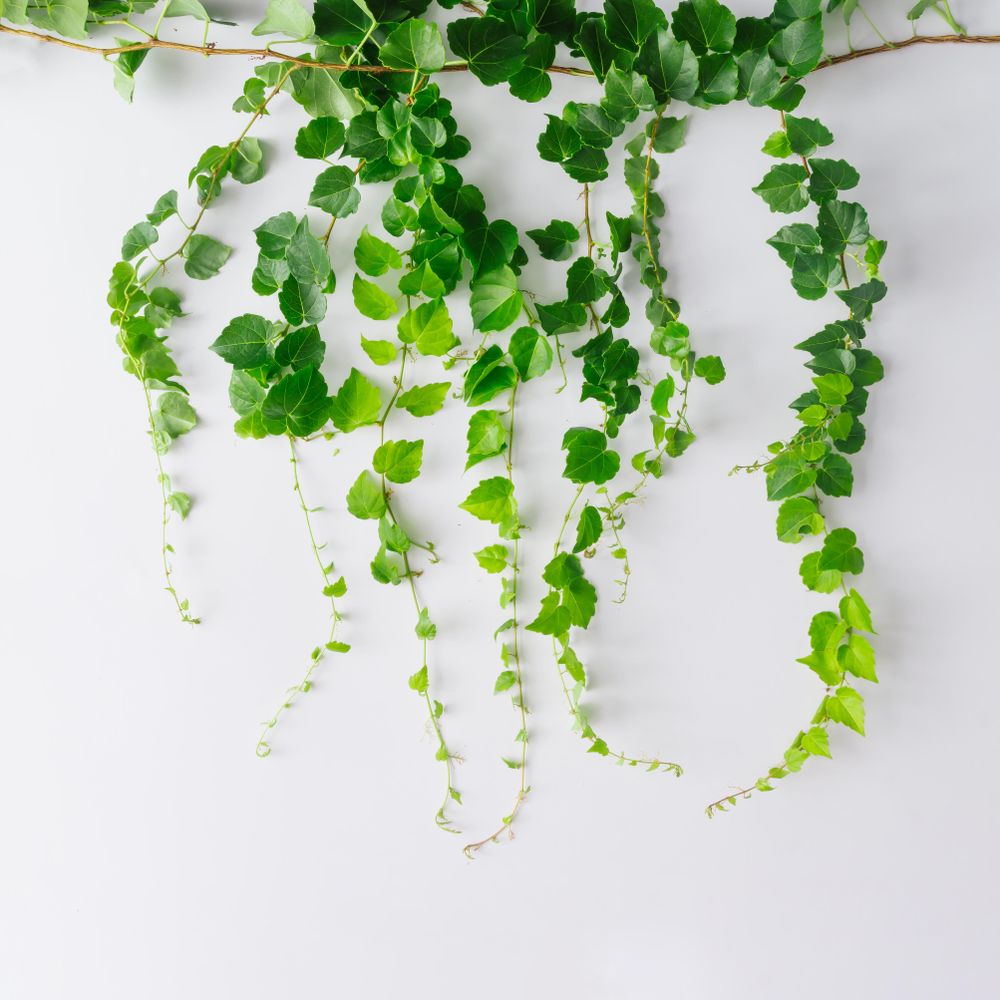 Branches and leaves with copy space