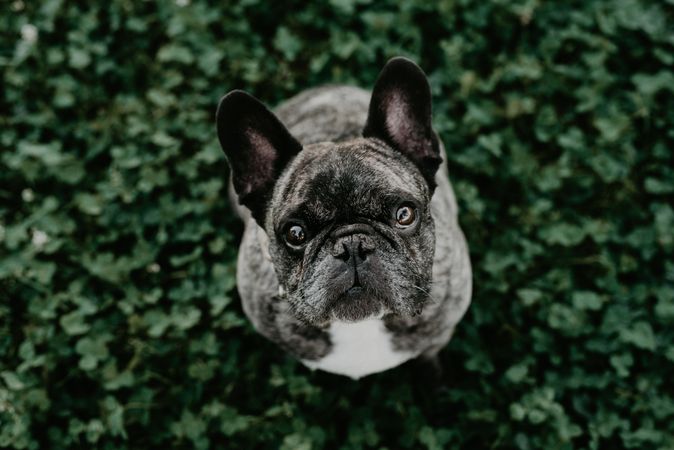French bulldog with gray spots sitting on grass