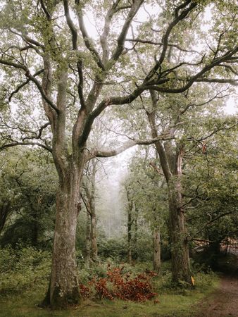 High trees in summer forest