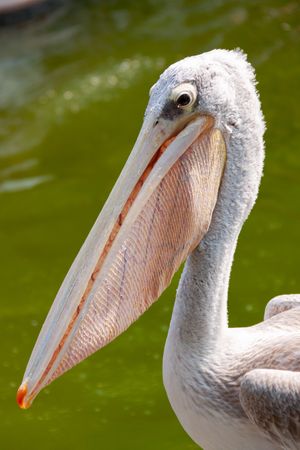 Pelican Head