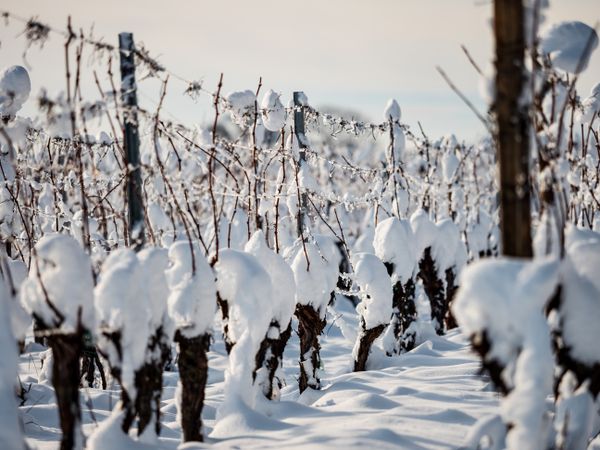 Alsace vineyards under heavy snow on a sunny winter day. Details and top view.