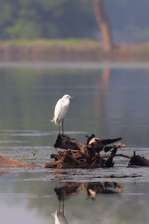 Egret