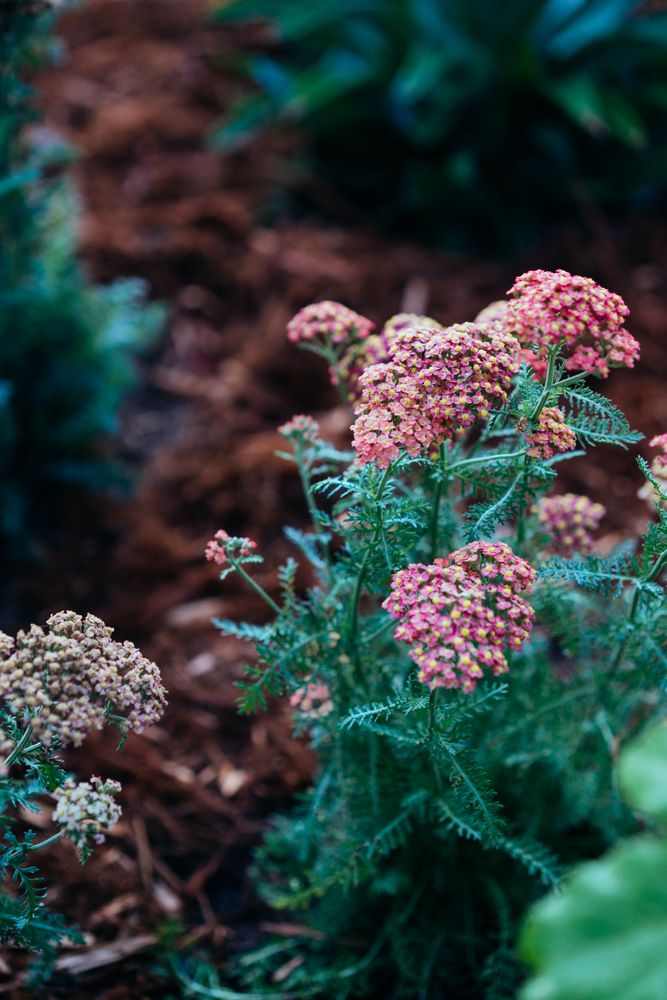 Pink flowers on green plant