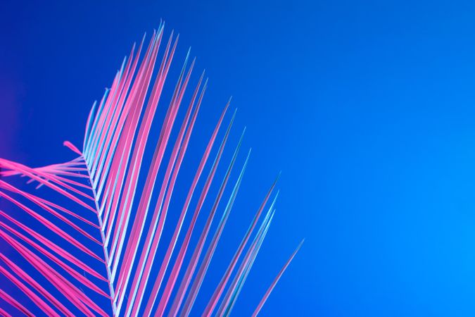 Tropical leaf in bold pink and blue gradient holographic neon colors on bright blue background