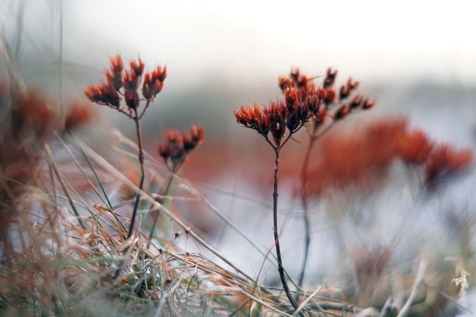 Orange flowers on meadow in winter