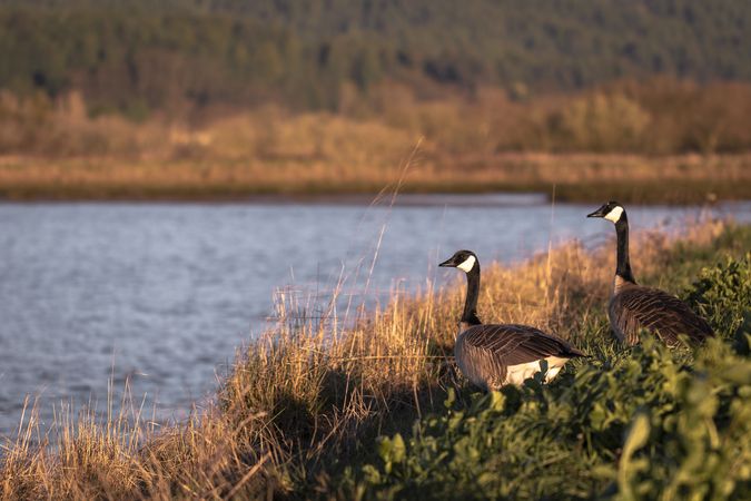 Two Canadian geese on the bank of a marsh