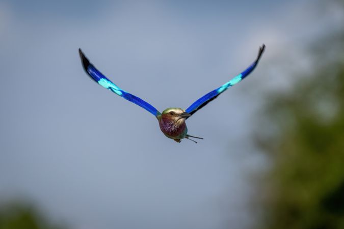 Lilac-breasted roller flies with wings spread wide