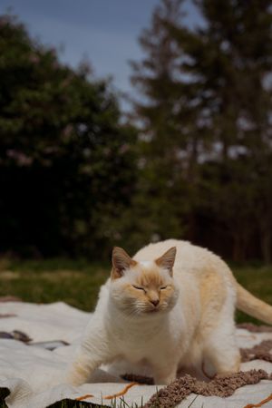 Beautiful cat on a blanket outside with trees in the background