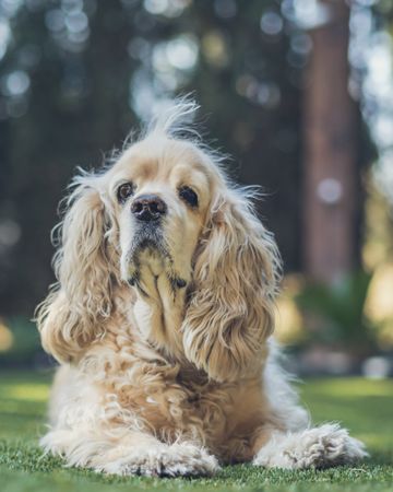 Funny dog lying on ground between plants