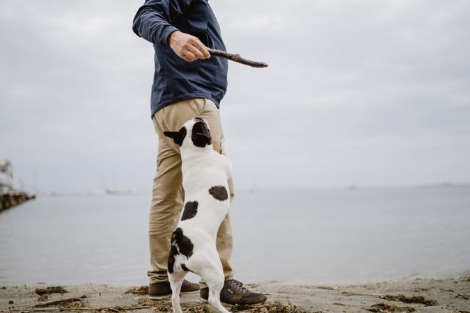 Crop man playing with dog on beach