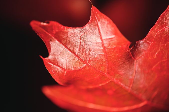 Closeup of red leaf with blurred background