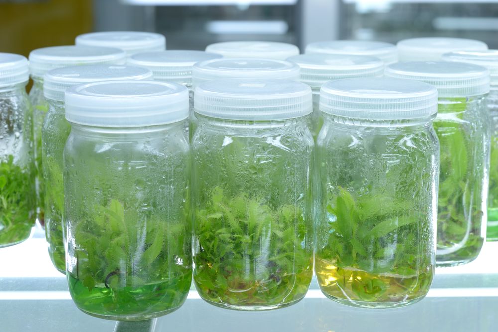 Plant tissue culture