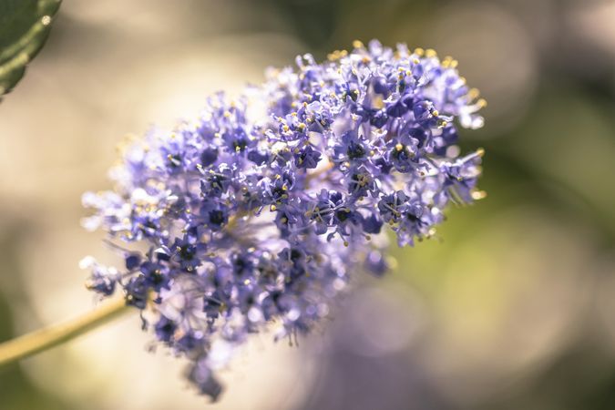 Side view of small purple flowers growing with selective focus