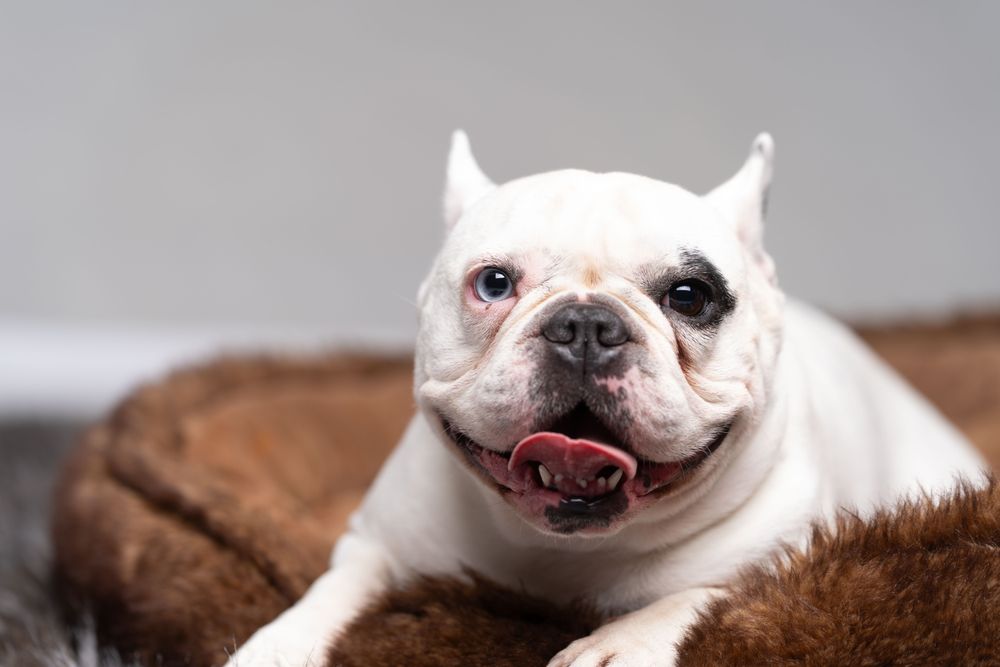 Cute french bulldog lying on brown pet bed