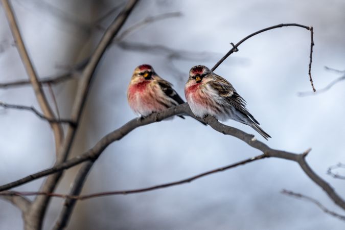 Common Redpolls perched on tree in Aitkin County, Minnesota
