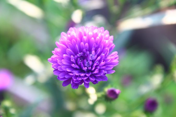 Purple flower with drops
