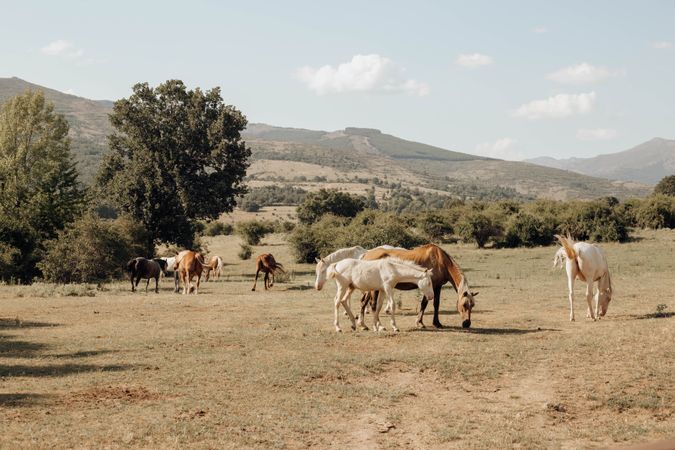 albino foals in nature