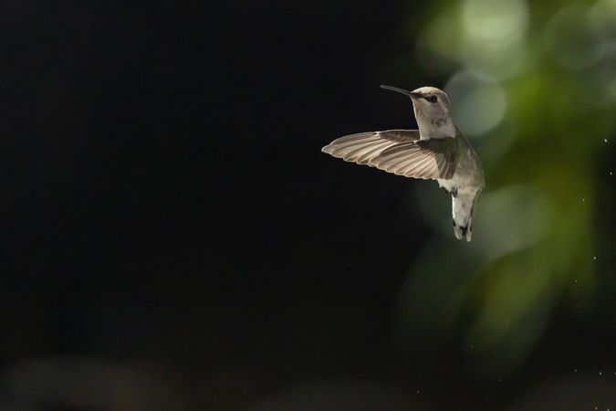 Hummingbird in Flight