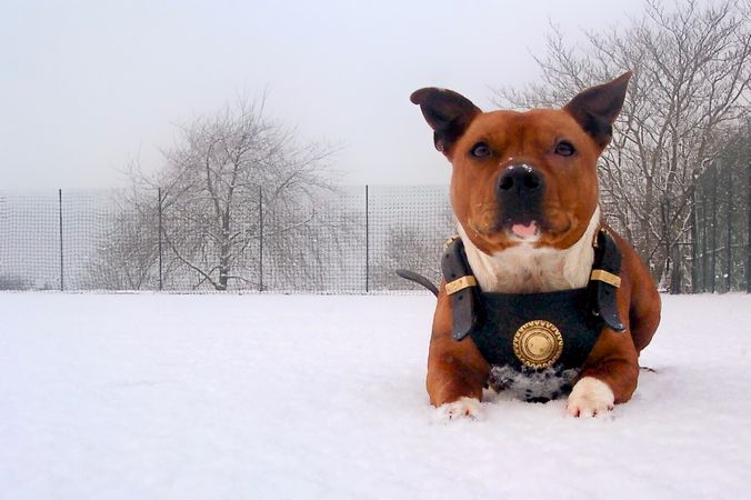 Dog wearing leather harness lying in snow on hill-top