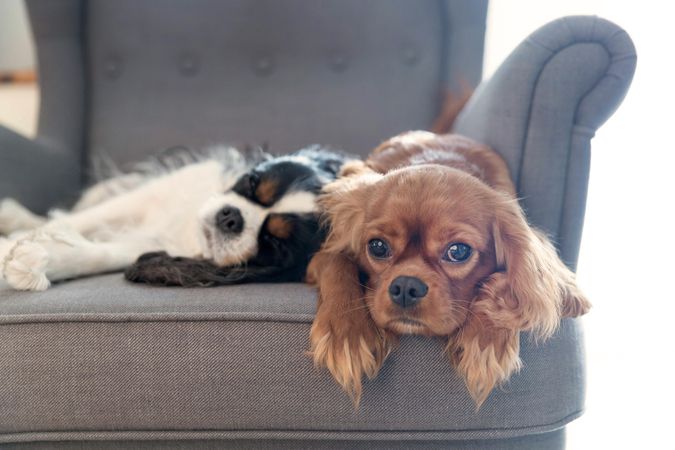 Two cavalier spaniels on grey seat