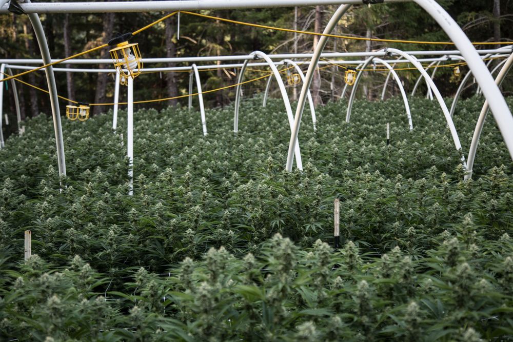 Outdoor cannabis farm next to a forest